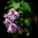Lilac and butterfly photograph